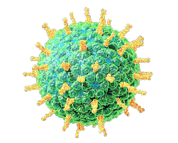 Rotavirus A Image